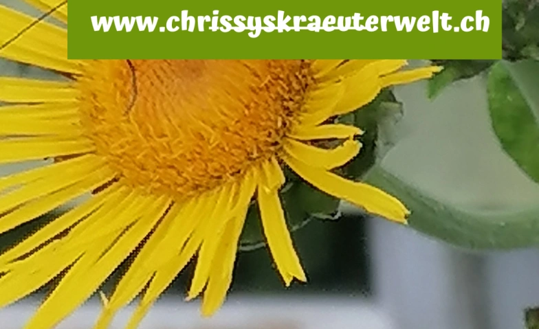 Kräuterspaziergang mit Chrissys Kräuter-Apotheke