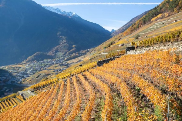 A la découverte du patrimoine viticole