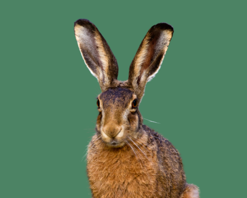 Wonder Hour: Ears