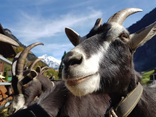 Espectáculo de cabras de la región de Jungfrau en el patio de la escuela de Burglauenen