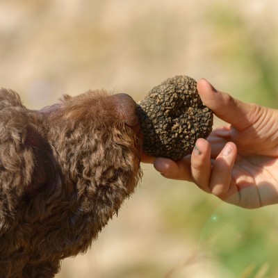 Truffes et Vins de Chamoson