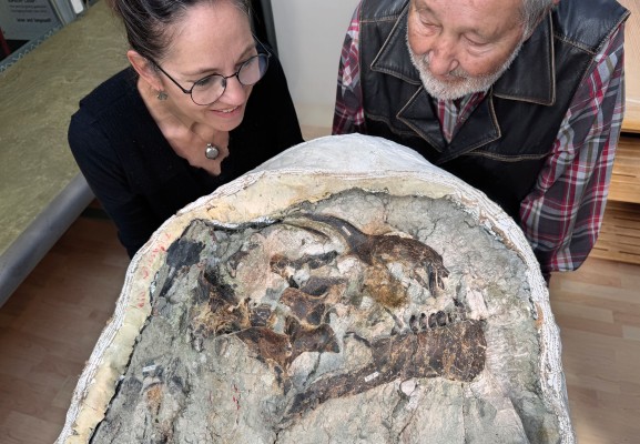 Sensational Find Camarasaurus «Lucy»