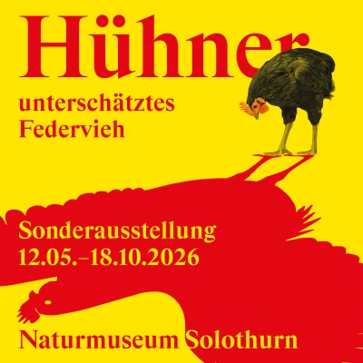 Hühner – unterschätztes Federvieh