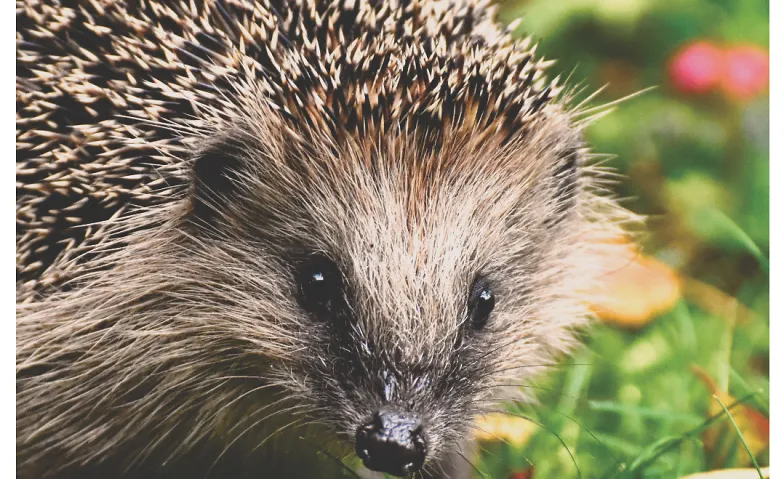 Igel-Spaziergang