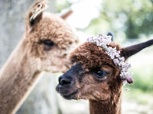 Alpaca Walk with Pumpkin Soup