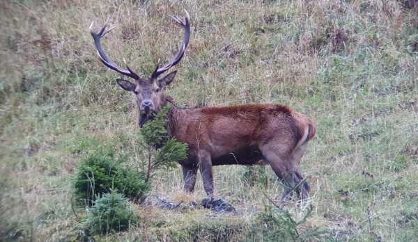 Hirschbrunft im Justistal
