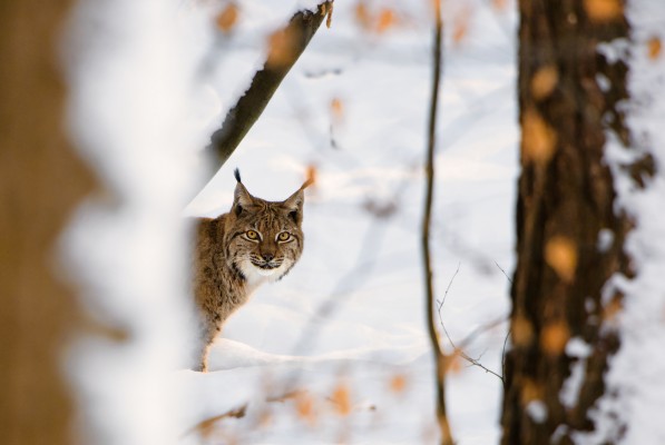 Der König vom Gantrisch – Familienexkursion Luchs