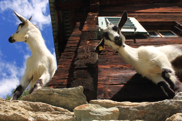VISITA A LAS CABRAS