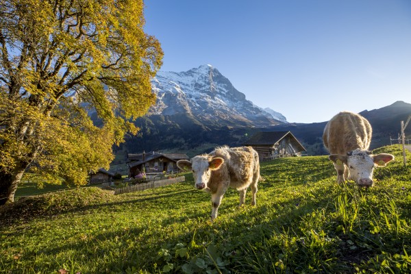 Herbst - Viehschau 2026