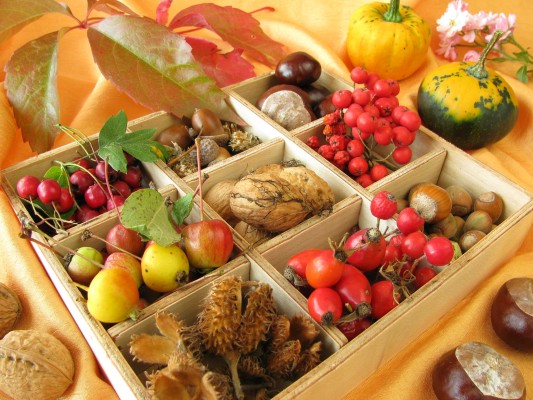 Herbal Hike/Workshop: Wild Herbs Through the Year - Autumn Treasures