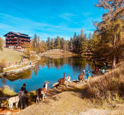 Excursion d'une journée de trekking avec des lamas