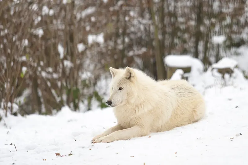 National Wolf Awareness Week