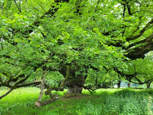Old Tree, tell me about your life - October 10