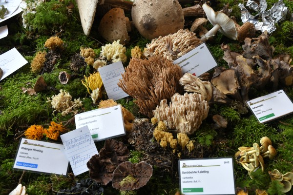 Mushroom Exhibition with Festival Catering