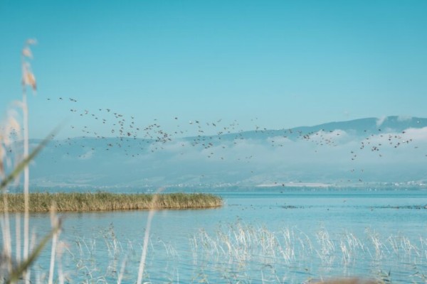 Grandes reuniones de aves acuáticas
