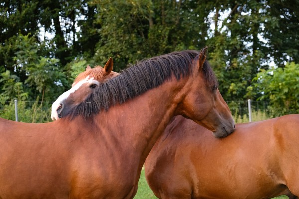 The National Stud Farm and Equine Clinic in Avenches