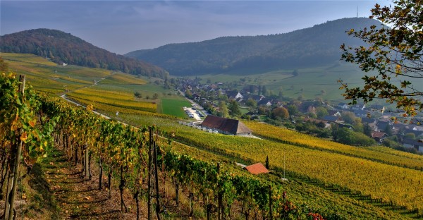 Ostfinger Wines at the Market Hall