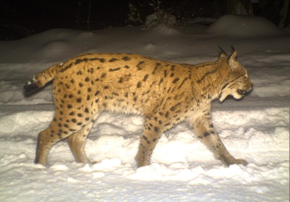 The Lynx HEIA
