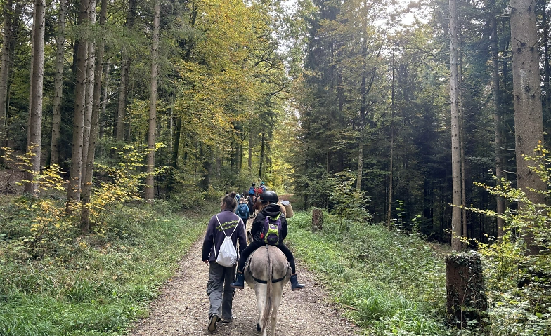Tier Animal Forest Walk