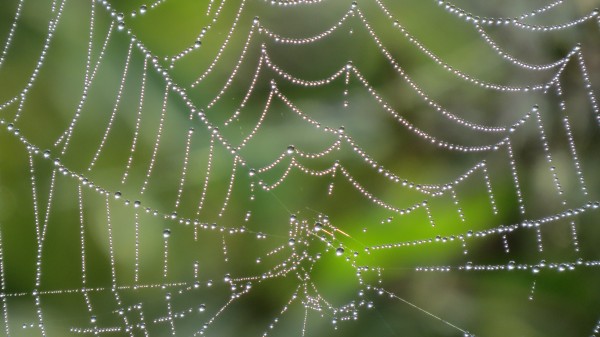 Fear Seminar Against Arachnophobia