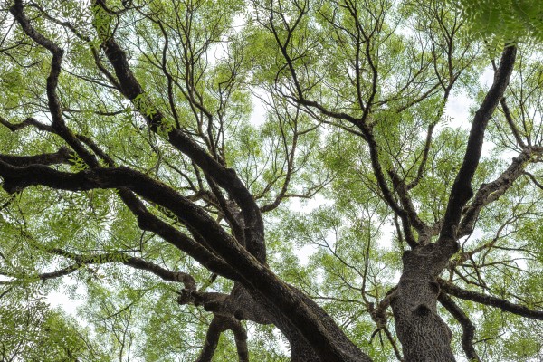 The Trees of the Botanical Garden
