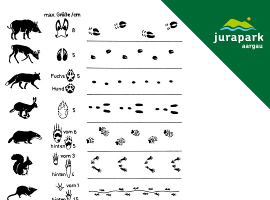 Animal Tracks and Other Signs of Nature