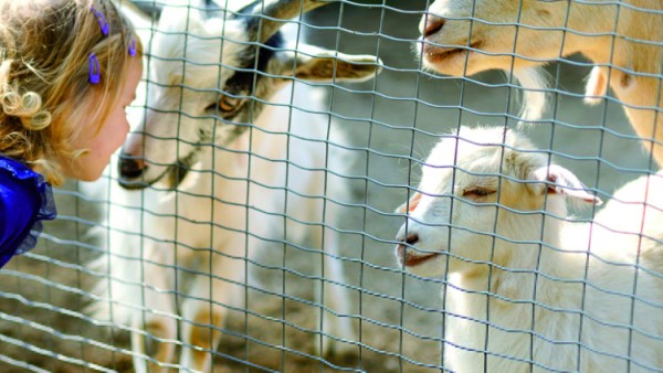 How long can animals live?