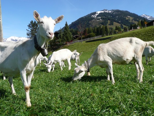 Visit to Saani's Goat Family Farm