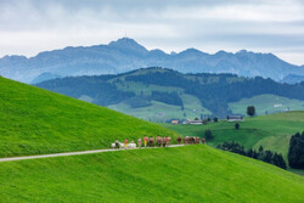 Schwellbrunn Viehschau