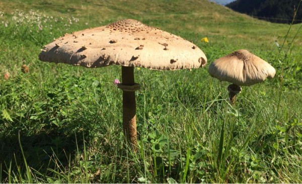 Guest entertainment: Mushroom picking in the morning