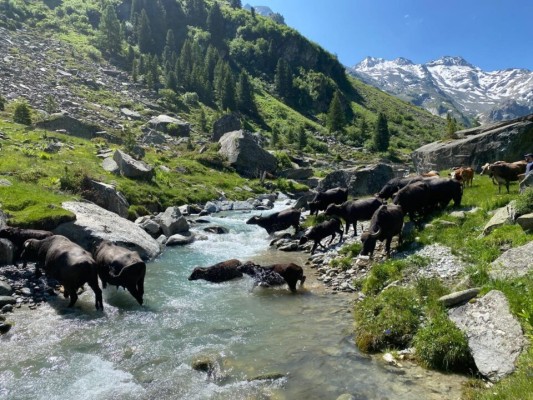 Alpfest avec barbecue et bingo au flan de buffle