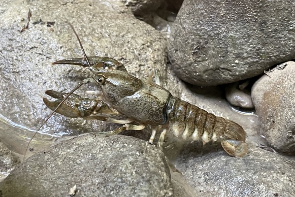 Crayfish Excursion
