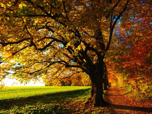 The Four Seasons – A Different Take «Autumn»