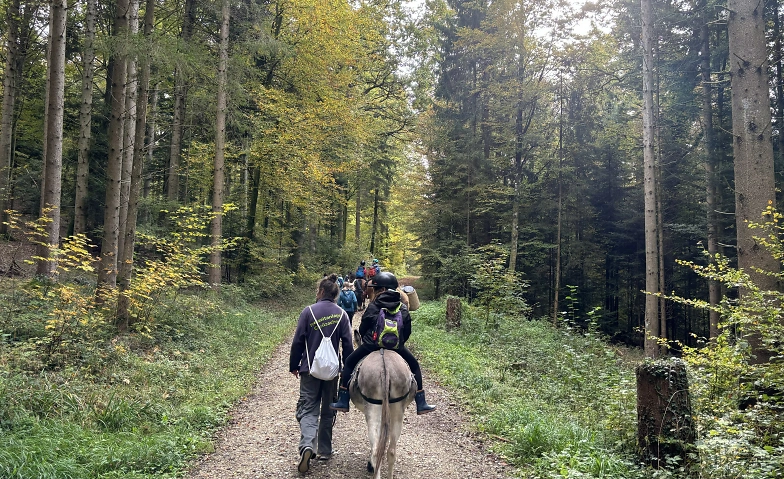 Pony- y Eseltrekking (Curso nº 2.1e)