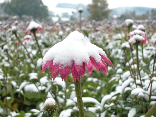 Winter Day "Protected by the Cold Season"