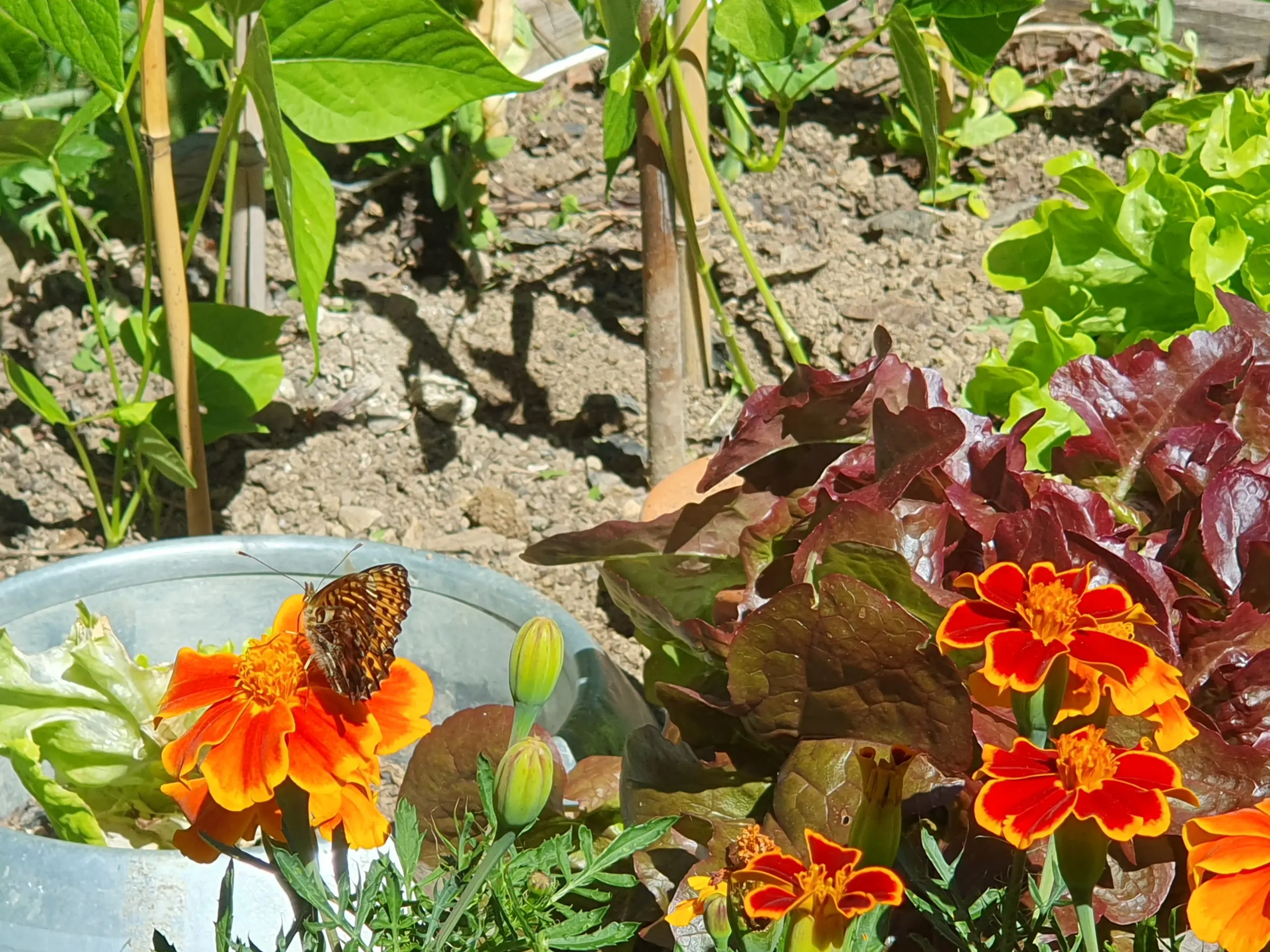 Exposition de vos photographies de potagers et balcons