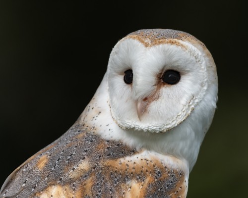 Barn Owl Through the Night – Family Excursion