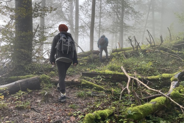 Into the Forest!