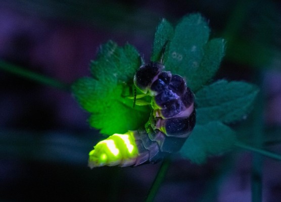 BirdLife Lecture: Fireflies