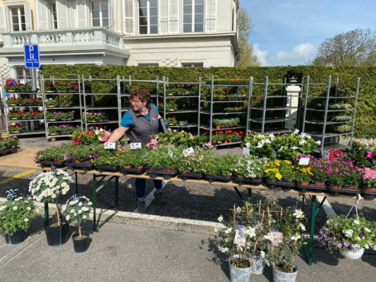Geranium and Balcony Plant Market