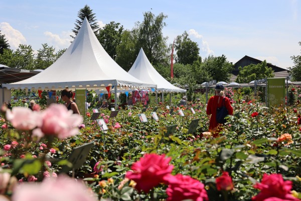Meiers Rose Festival