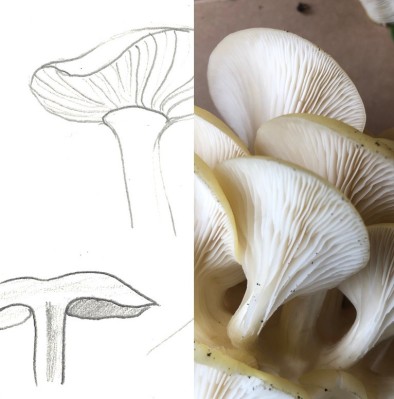 Pilz-Kids