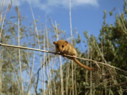 Exposición «Pequeños peludos alrededor del pantano – La musaraña y sus parientes»