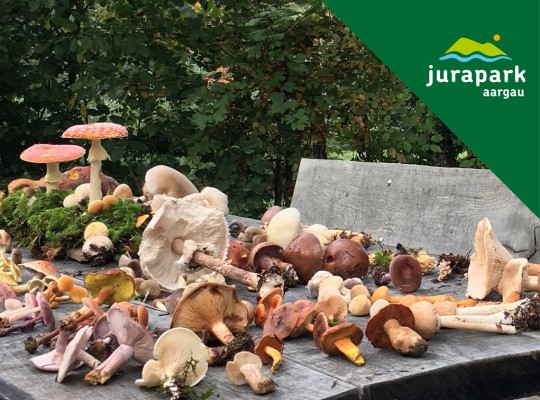 CANCELLED: Mushrooms - a fascinating kingdom