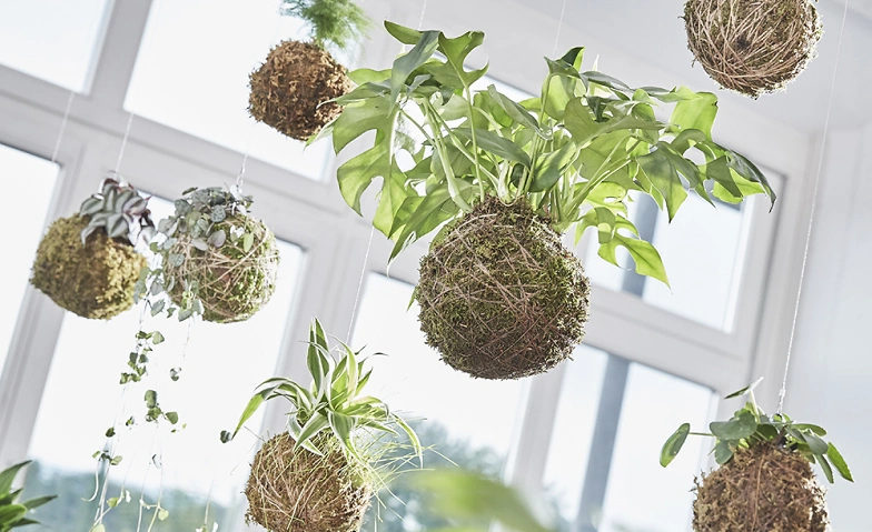 Taller de Kokedama