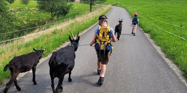 Ziegenwanderung