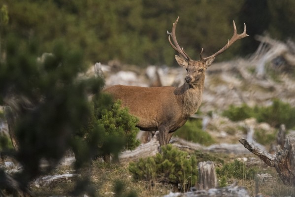 Deer rutting in the Swiss National Park