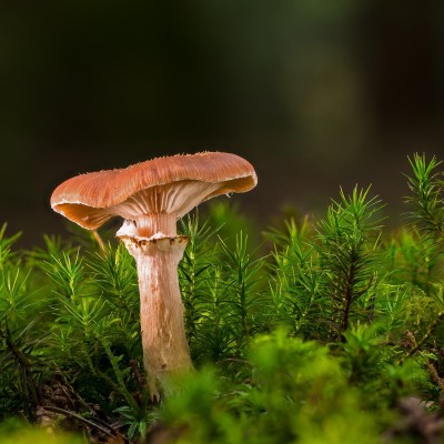 Mushroom Course