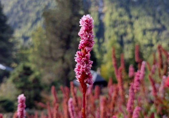 Visit "Colors of Autumn"