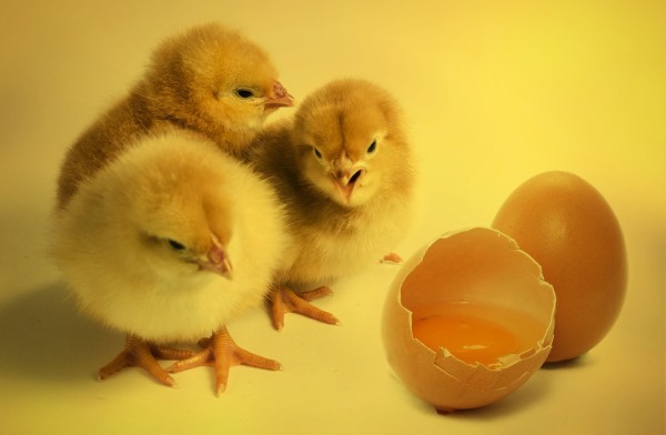 Course: I wish I were a chicken, I wouldn't have much to do...